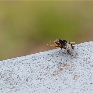 Formosia (Euamphibolia) speciosa at Lower Portland, NSW - 5 Nov 2021 10:29 AM