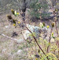 Bidens subalternans at Kambah, ACT - 31 Mar 2025 01:29 PM