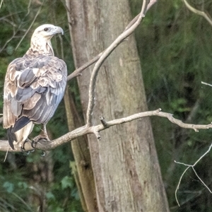 Haliaeetus leucogaster at Lower Portland, NSW - 14 Dec 2021 05:52 PM