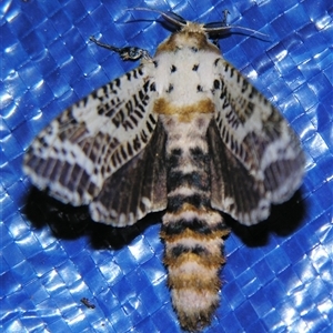 Endoxyla magniguttata at Bolivia, NSW - suppressed