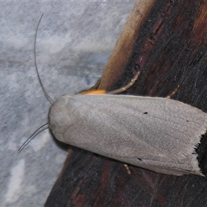 Maroga melanostigma at Bolivia, NSW - suppressed