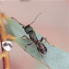 Rhytidoponera metallica at O'Connor, ACT - 28 Mar 2025 09:56 AM