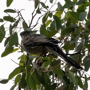 Anthochaera carunculata at Aranda, ACT - 1 Apr 2025 12:07 PM