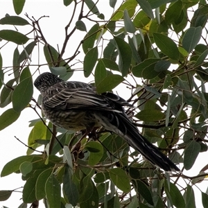 Anthochaera carunculata at Aranda, ACT - 1 Apr 2025 12:07 PM