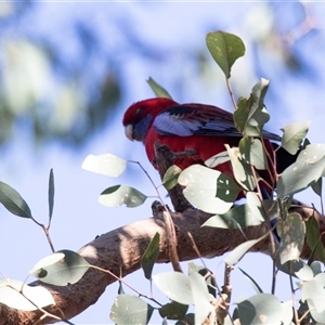 Platycercus elegans at Bruce, ACT - 2 Apr 2025 08:57 AM
