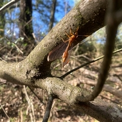Nymphes myrmeleonoides at Orangeville, NSW - 18 Mar 2025 09:45 AM