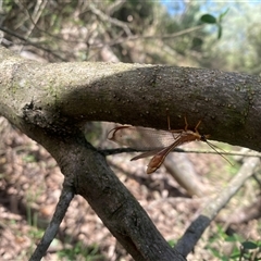 Nymphes myrmeleonoides at Orangeville, NSW - 18 Mar 2025 09:45 AM