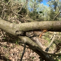 Nymphes myrmeleonoides at Orangeville, NSW - 18 Mar 2025 09:45 AM