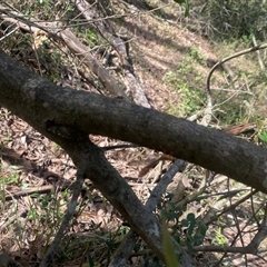 Nymphes myrmeleonoides at Orangeville, NSW - 18 Mar 2025 09:45 AM
