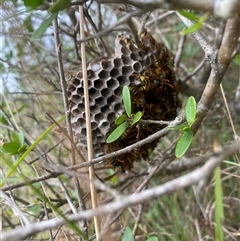 Polistes (Polistes) chinensis at Orangeville, NSW - 27 Mar 2025 01:25 PM