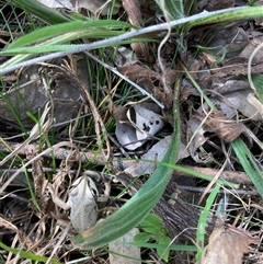 Litoria verreauxii verreauxii at Murrumbateman, NSW - 26 Sep 2022 01:47 PM
