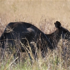 Macropus giganteus at Mitchell, ACT - 2 Apr 2025 12:41 PM