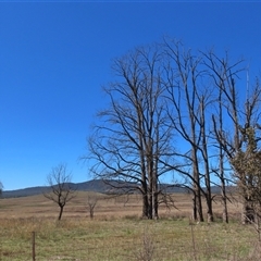 Macropus giganteus at Mitchell, ACT - 2 Apr 2025 12:41 PM