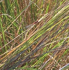 Xanthagrion erythroneurum at Crowther, NSW - 2 Apr 2025 05:17 PM
