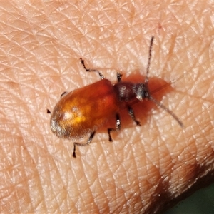 Ecnolagria grandis at Arncliffe, NSW - 2 Apr 2025 04:56 PM