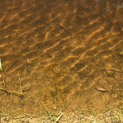 Glossostigma sp. (A Mud-mat) at Crowther, NSW - 2 Apr 2025 by Frecko