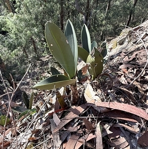 Dendrobium speciosum at Bucketty, NSW - suppressed