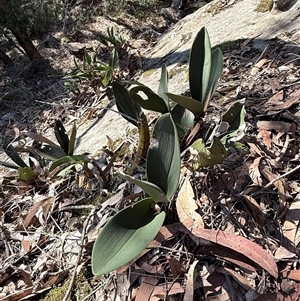 Dendrobium speciosum at Bucketty, NSW - suppressed