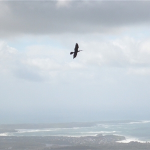 Anhinga novaehollandiae at Saddleback Mountain, NSW - 1 Apr 2025 03:42 AM