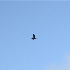 Anhinga novaehollandiae at Saddleback Mountain, NSW - 1 Apr 2025 03:42 AM