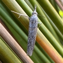 Etiella behrii at Pebbly Beach, NSW - 21 Oct 2024 05:45 PM