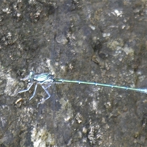 Argiolestidae (family) at Bolivia, NSW - suppressed
