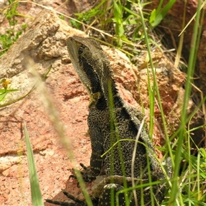 Intellagama lesueurii lesueurii at Bolivia, NSW - suppressed