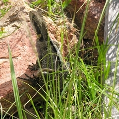 Intellagama lesueurii lesueurii at Bolivia, NSW - suppressed