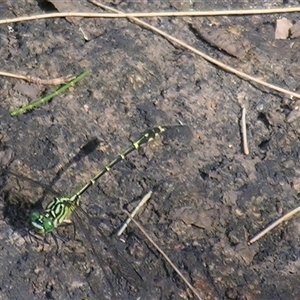Austrogomphus ochraceus at Bolivia, NSW - suppressed