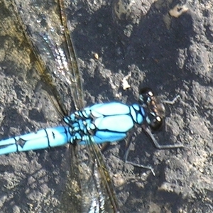 Diphlebia nymphoides at Bolivia, NSW - suppressed