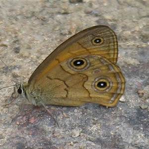 Hypocysta euphemia at Bolivia, NSW - suppressed