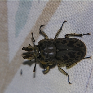 Ryssonotus nebulosus at Bolivia, NSW - suppressed