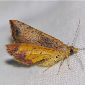 Chrysolarentia mecynata at Bolivia, NSW - suppressed