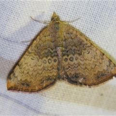 Chrysolarentia mecynata at Bolivia, NSW - suppressed