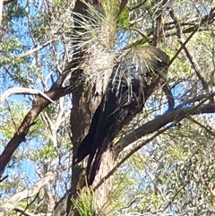 Calyptorhynchus lathami lathami at Penrose, NSW - suppressed