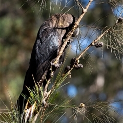 Calyptorhynchus lathami lathami at Penrose, NSW - suppressed