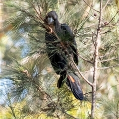 Calyptorhynchus lathami lathami at Penrose, NSW - suppressed