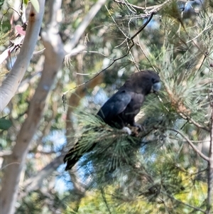 Calyptorhynchus lathami lathami at Penrose, NSW - suppressed