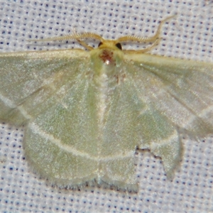 Mixocera latilineata at Bolivia, NSW - suppressed