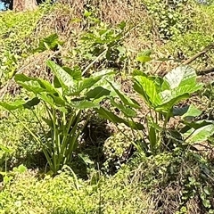Alocasia brisbanensis at Kangaroo Valley, NSW - 3 Apr 2025 12:25 PM
