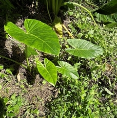 Alocasia brisbanensis at Kangaroo Valley, NSW - 3 Apr 2025 12:25 PM