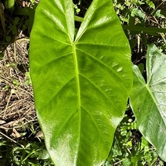 Alocasia brisbanensis at Kangaroo Valley, NSW - 3 Apr 2025 12:25 PM