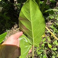 Alocasia brisbanensis at Kangaroo Valley, NSW - 3 Apr 2025 12:25 PM