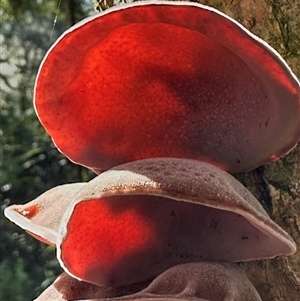 Auricularia cornea at Kangaroo Valley, NSW - 3 Apr 2025 11:52 AM