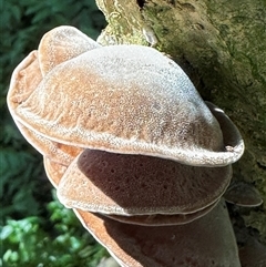 Auricularia cornea at Kangaroo Valley, NSW - 3 Apr 2025 11:52 AM