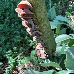 Auricularia cornea at Kangaroo Valley, NSW - 3 Apr 2025 11:52 AM