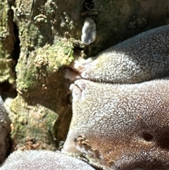 Auricularia cornea at Kangaroo Valley, NSW - 3 Apr 2025 11:52 AM