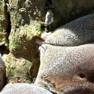 Auricularia cornea at Kangaroo Valley, NSW - 3 Apr 2025 11:52 AM