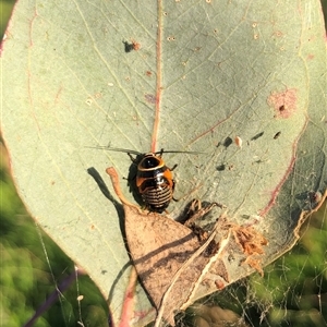 Ellipsidion australe at Crowther, NSW - 19 Dec 2024 06:38 AM