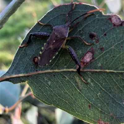 Amorbus alternatus (Eucalyptus Tip Bug) at Crowther, NSW - 19 Dec 2024 by Frecko